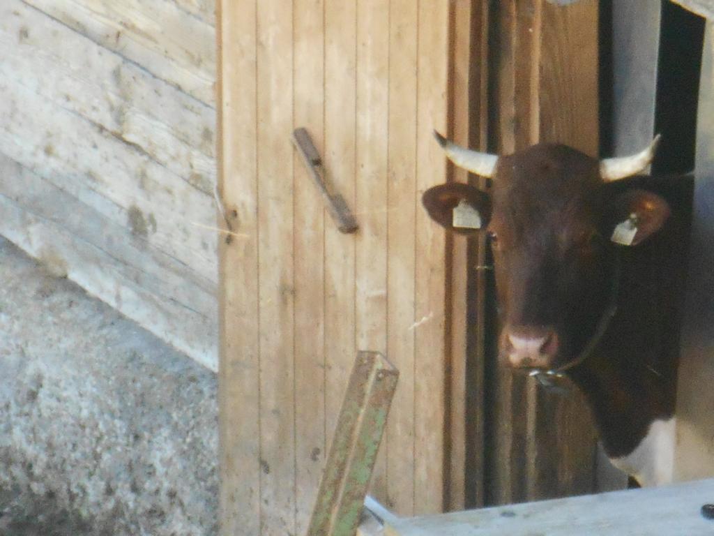 Gasthof Pesbichl Goldegg Buitenkant foto